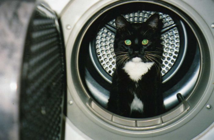 “What Is The Stupidest Thing You’ve Seen Your Pet Do?” (40 Answers)