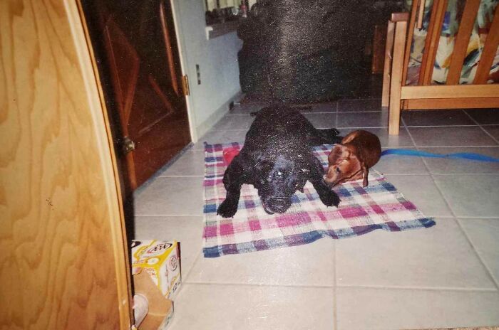 Animals-With-Threatening-Auras-Pics