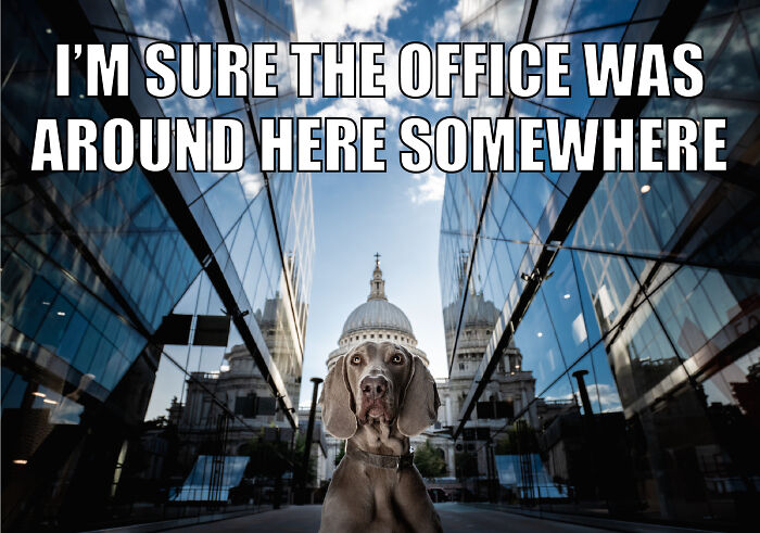 Animal-Friends-Comedy-Photo-Awards-Funny-Pet-Memes-Quarantine