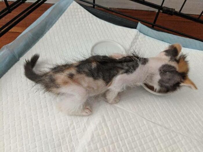 Kitten With Small Body But Strong Will To Live Undergoes A Life-Changing Transformation That Turns It Into A Gorgeous Calico Cat Kitten With Small Body But Strong Will To Live Undergoes A Life-Changing Transformation That Turns It Into A Gorgeous Calico Cat