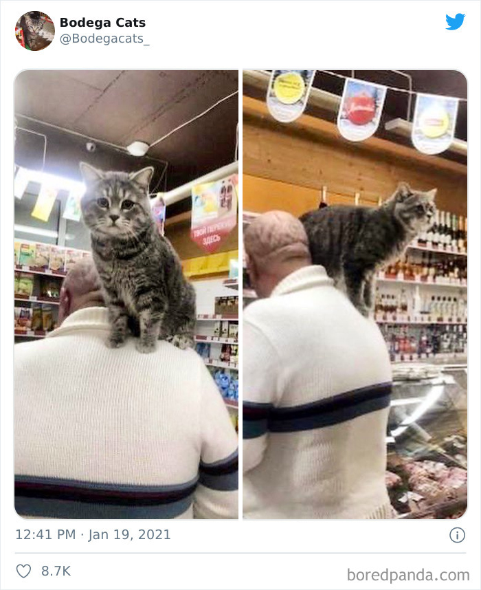 Cats-Store-Bodega