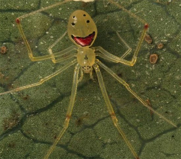 Happy Spider