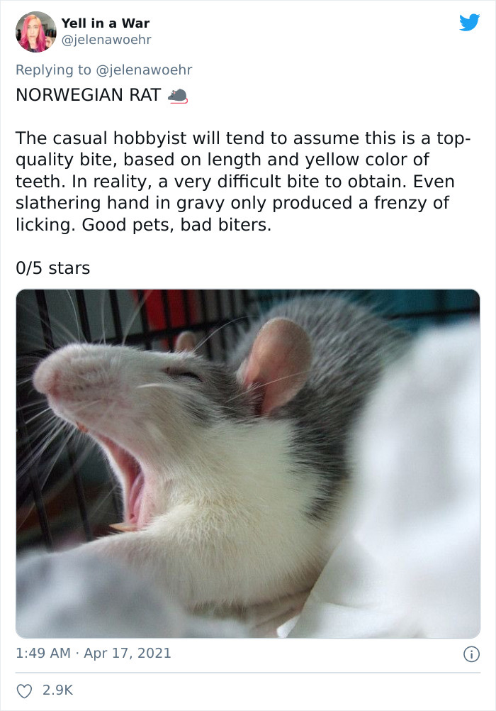 Animal-Bites-Being-Bitten-Review-Ranking-Twitter