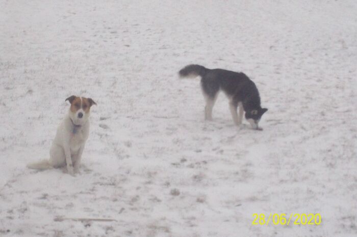 This Is Annie And Joy. Annie Does Not Give A Crap About Pictures, While Joy Could Be A Poster Dog.