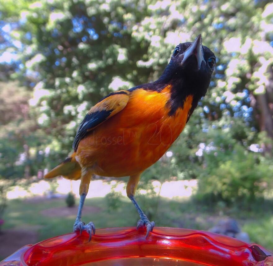 Baltimore Oriole