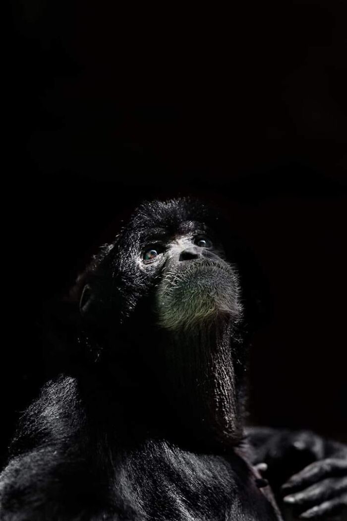 Wildlife-Photography-Animals-Best-Photos-Goran-Anastasovski