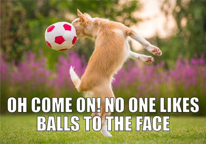 Animal-Friends-Comedy-Photo-Awards-Funny-Pet-Memes-Quarantine