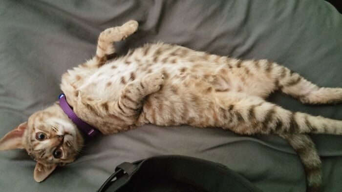 Rescue Kitty Shows Off Dat Belleh