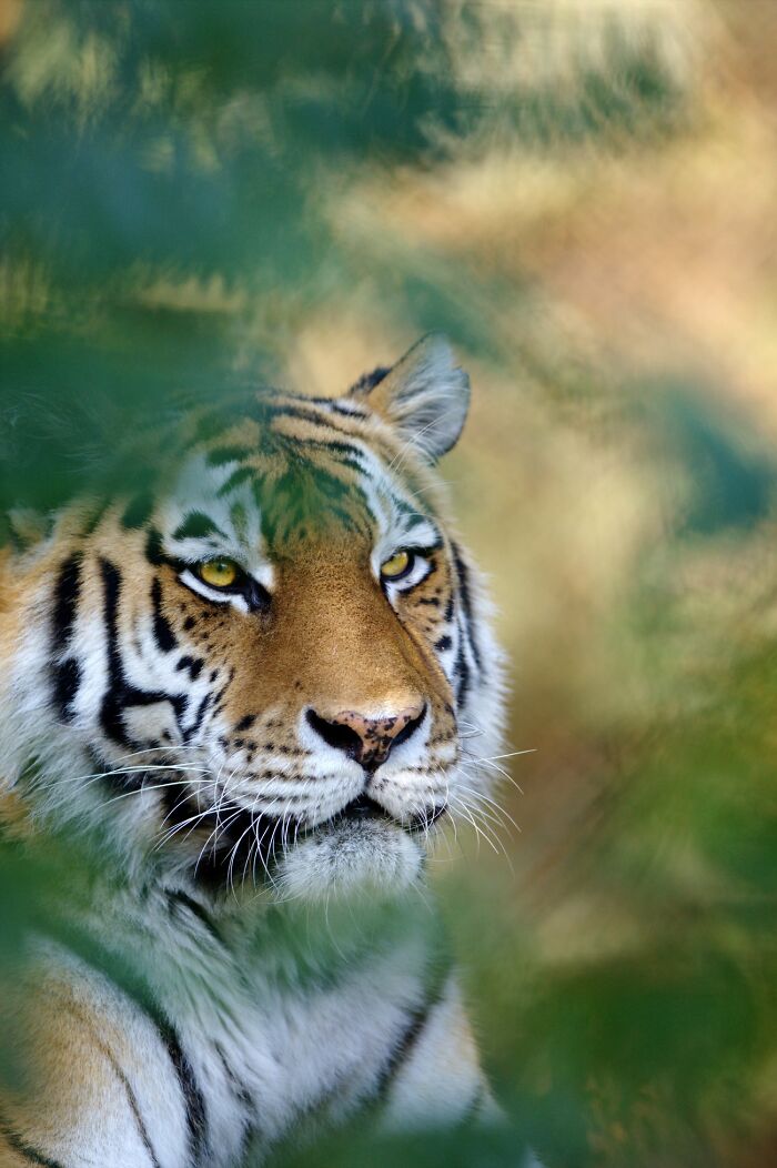 Wildlife-Photography-Animals-Best-Photos-Goran-Anastasovski