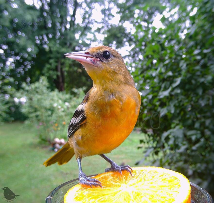 Baltimore Oriole
