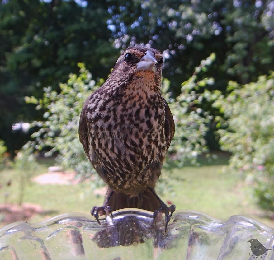 Red-Winged Blackbird