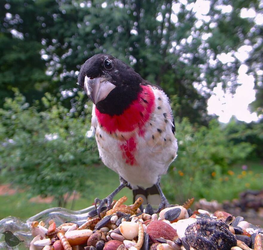 Rose-Breasted Grosbeak