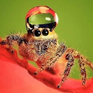 cottoncandyfox avatar