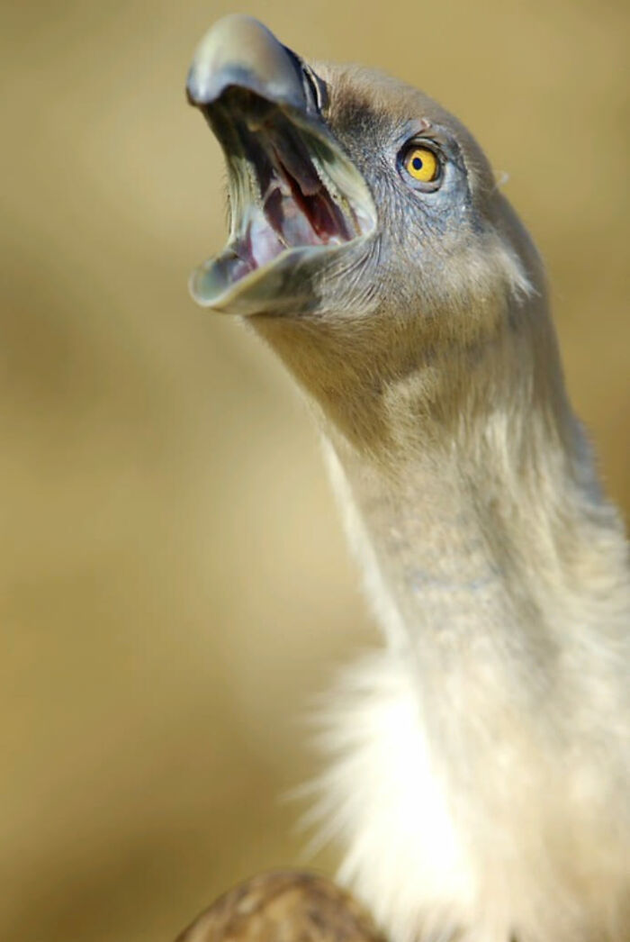 Wildlife-Photography-Animals-Best-Photos-Goran-Anastasovski