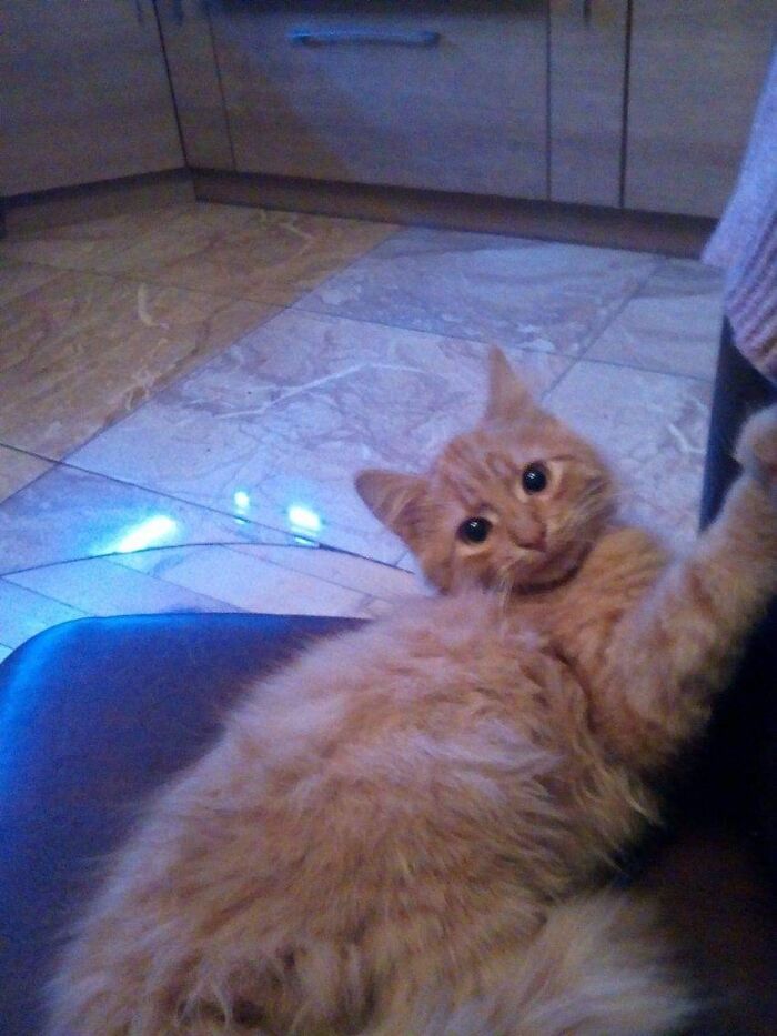 A Pic Of My Cat When He Was A Baby