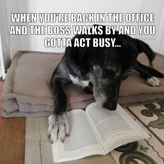 Animal-Friends-Comedy-Photo-Awards-Funny-Pet-Memes-Quarantine