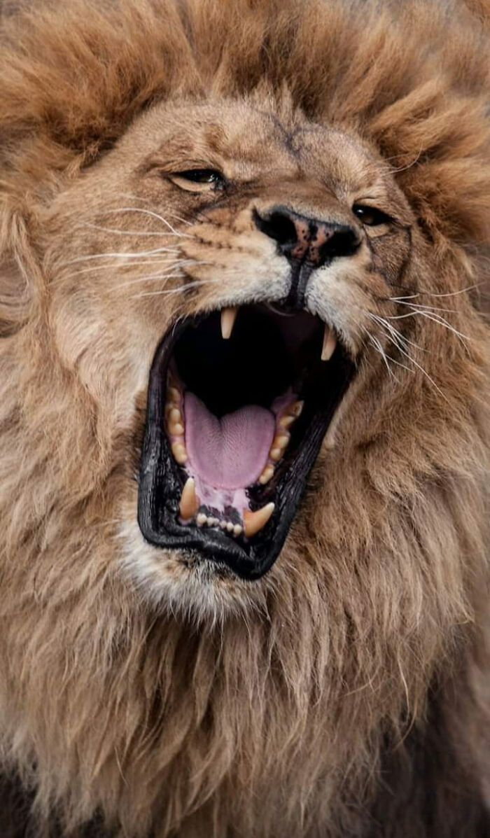 Wildlife-Photography-Animals-Best-Photos-Goran-Anastasovski