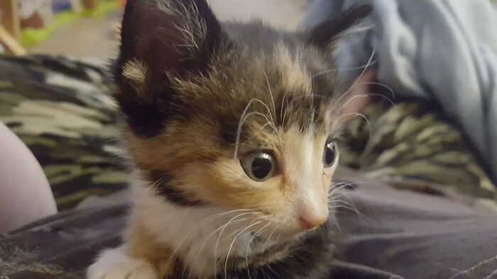 Our Cat Sassy...she Was (And Still Is) Soooo Cute