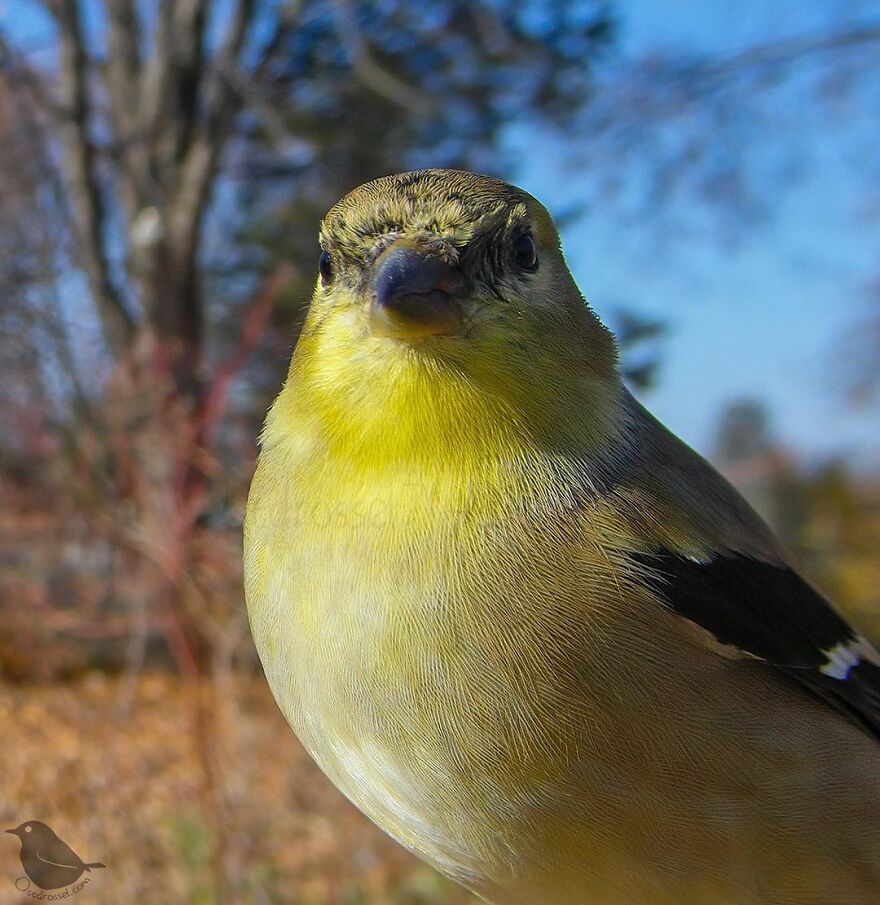 American Goldfinch
