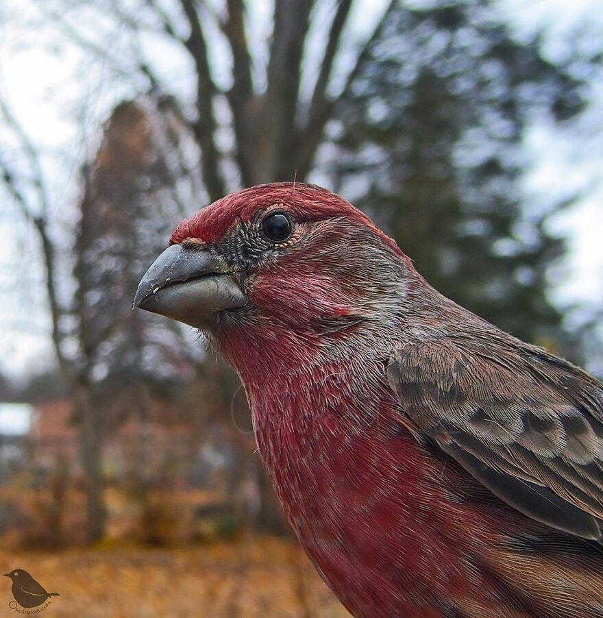House Finch