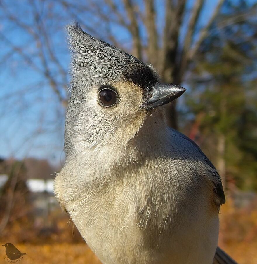 Tufted Titmouse