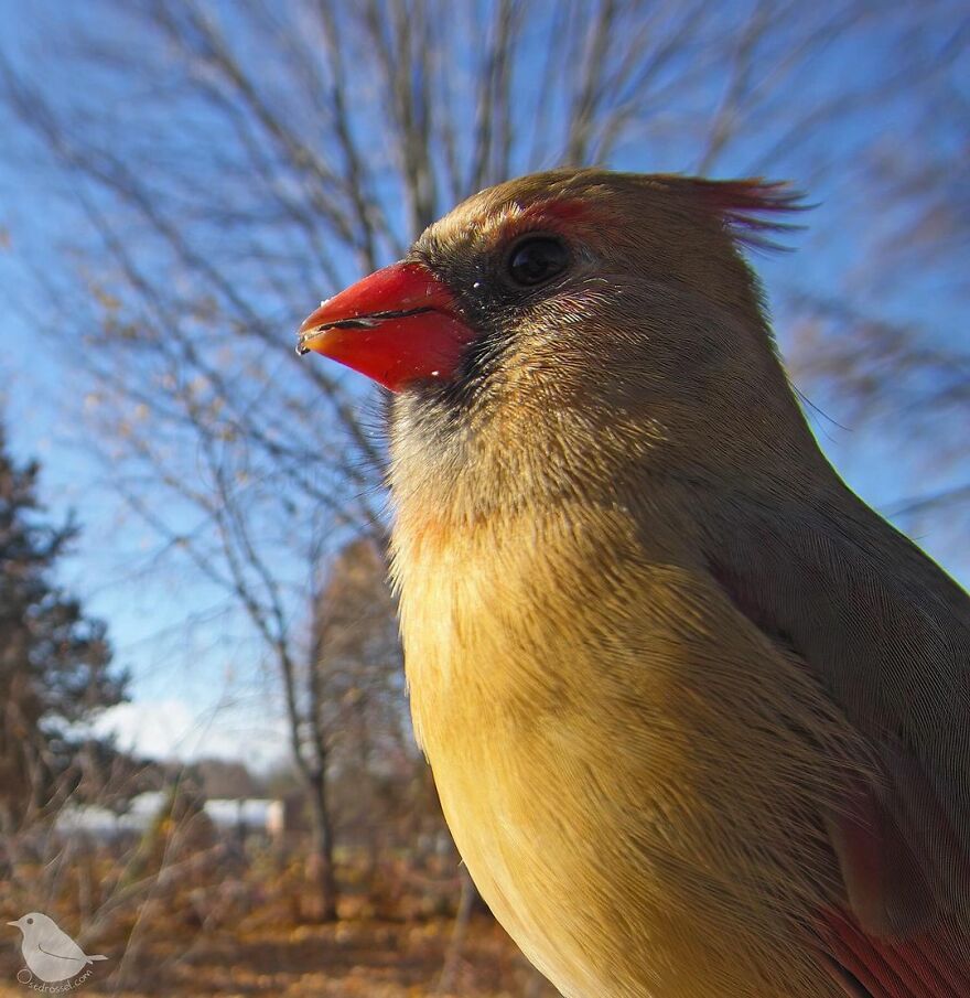 Northern Cardinal