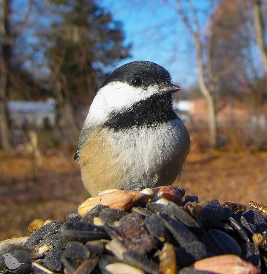 Blackcapped Chickadee