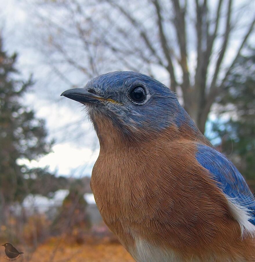 Eastern Bluebird