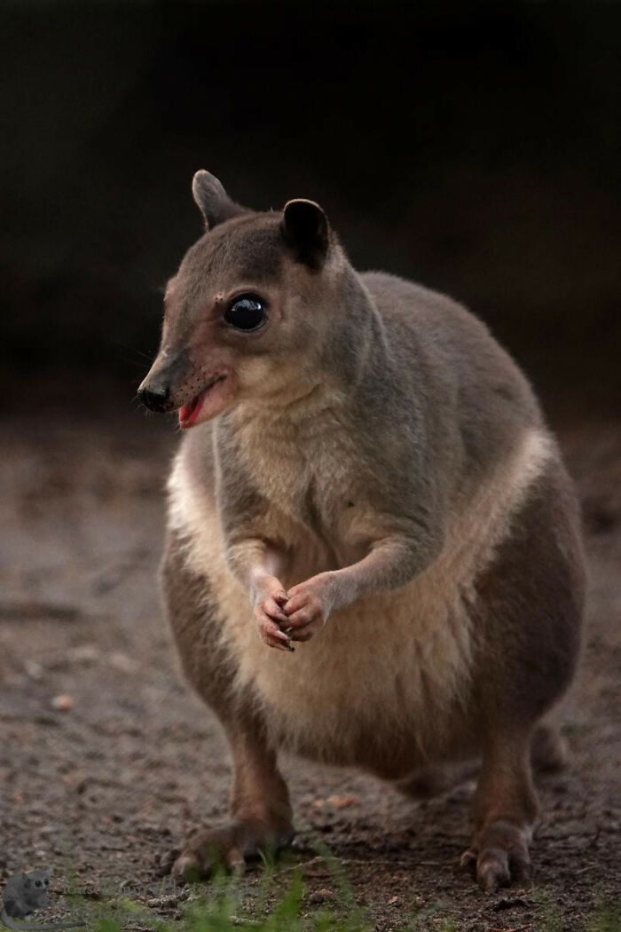 Animals-With-Threatening-Auras-Pics