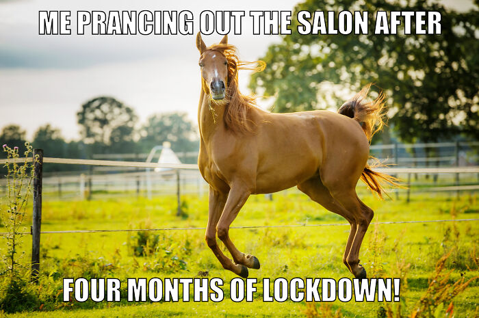 Animal-Friends-Comedy-Photo-Awards-Funny-Pet-Memes-Quarantine