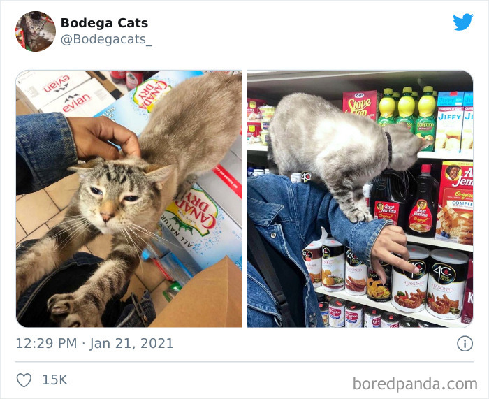 Cats-Store-Bodega