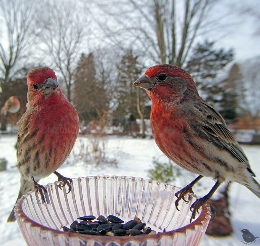 House Finches