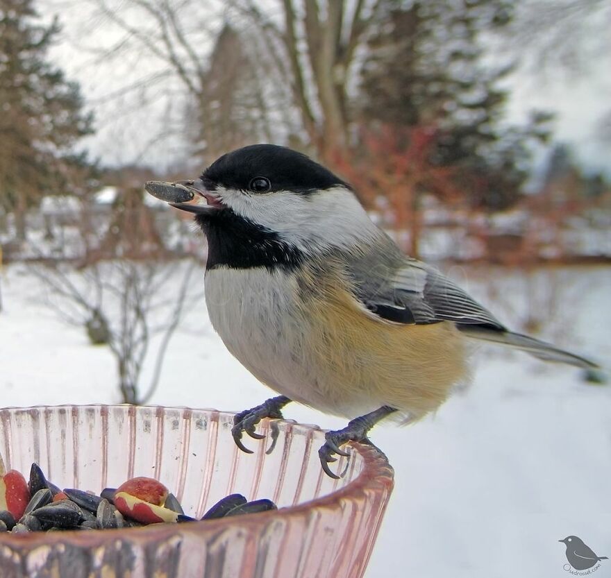 Blackcapped Chickadee