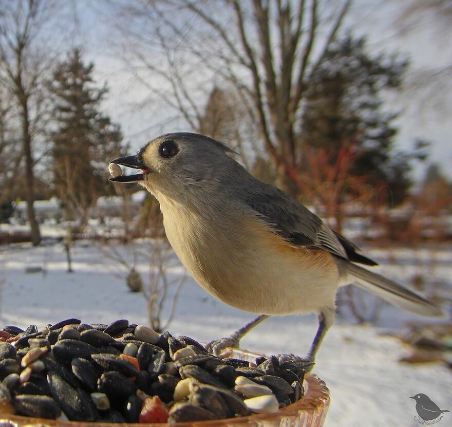 Tufted Titmouse