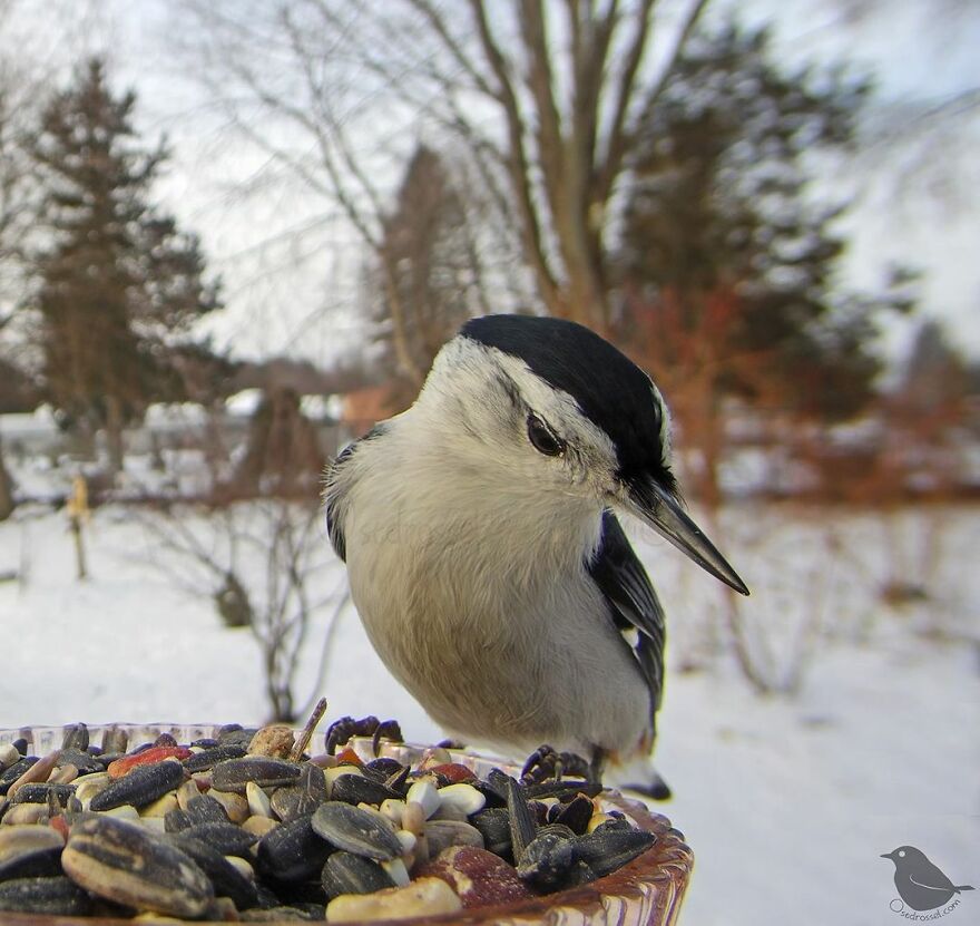 Whitebreasted Nuthatch