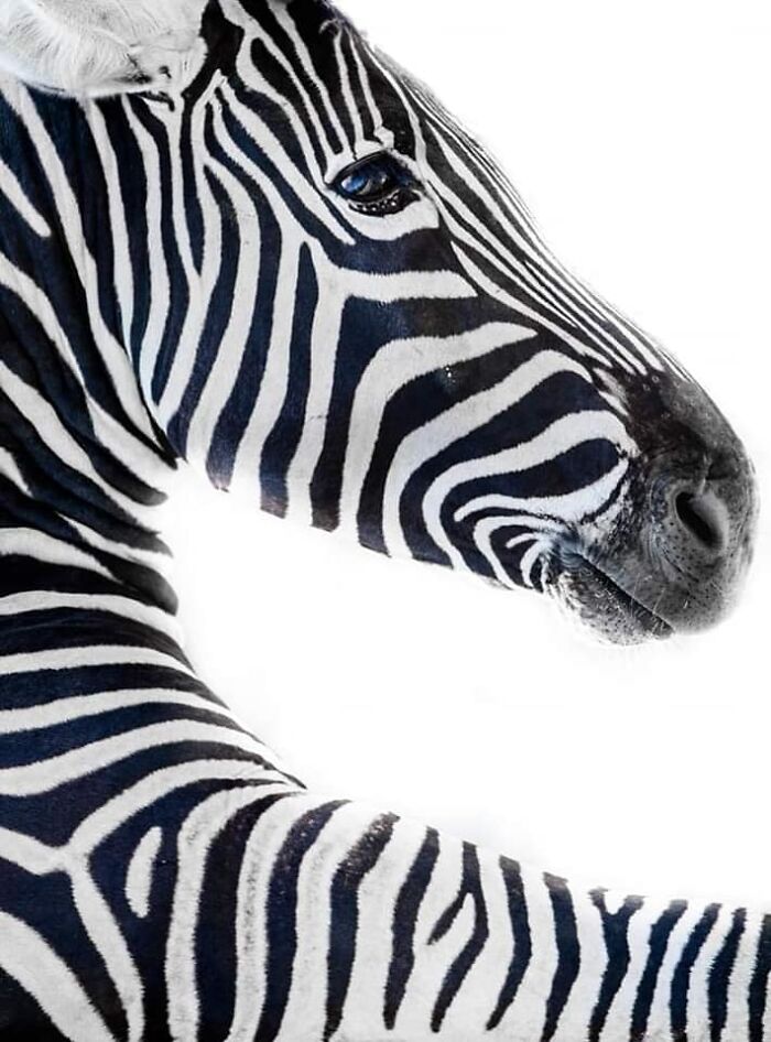 Wildlife-Photography-Animals-Best-Photos-Goran-Anastasovski