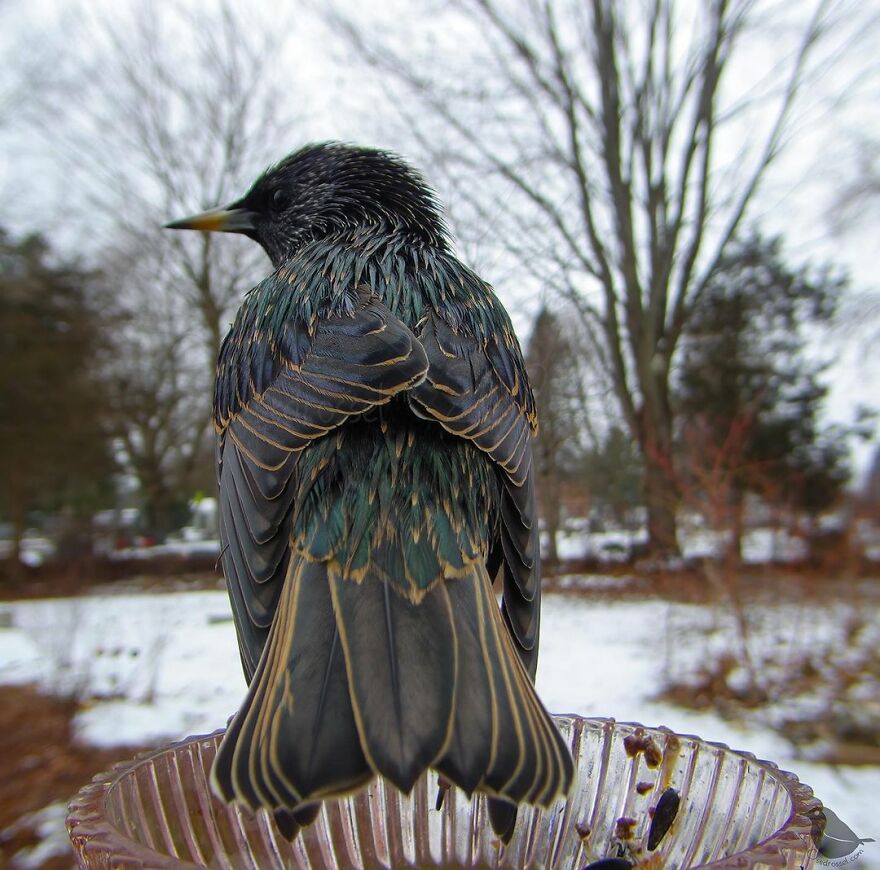 Starling