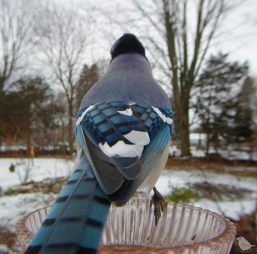 Blue Jay