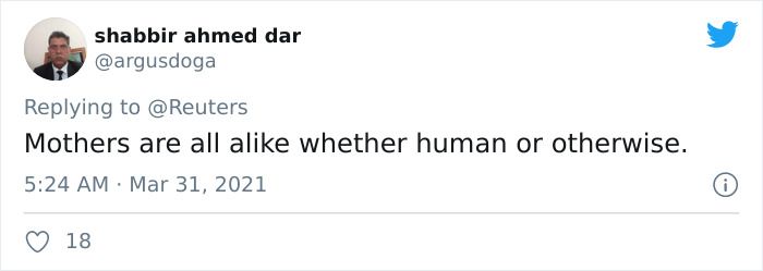 Viral Video Shows A Cat Walking Into A Hospital With Her Newborn Kitten To Get Medics To Help It Viral Video Shows A Cat Walking Into A Hospital With Her Newborn Kitten To Get Medics To Help It