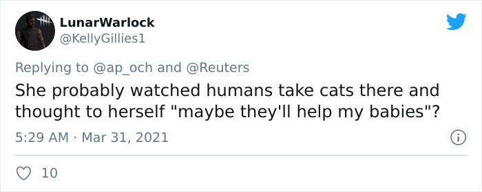 Viral Video Shows A Cat Walking Into A Hospital With Her Newborn Kitten To Get Medics To Help It