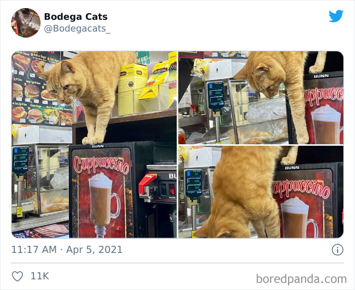 Cats-Store-Bodega