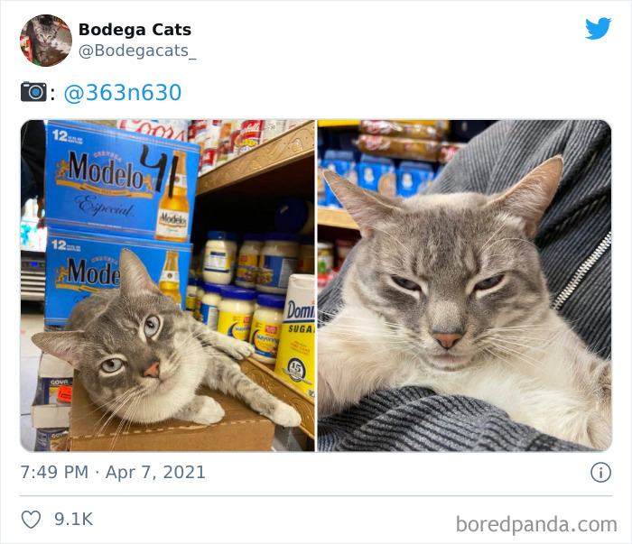 Cats-Store-Bodega