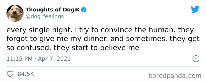 Funny-Tweets-Thoughts-Of-Dog