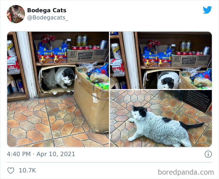 Cats-Store-Bodega