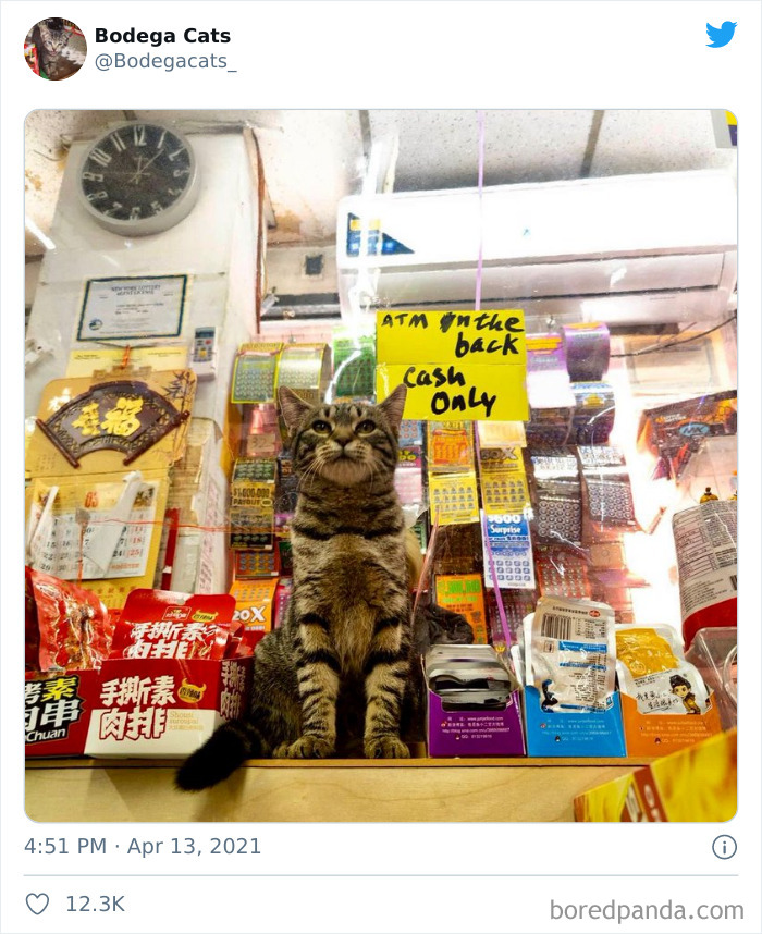 Cats-Store-Bodega
