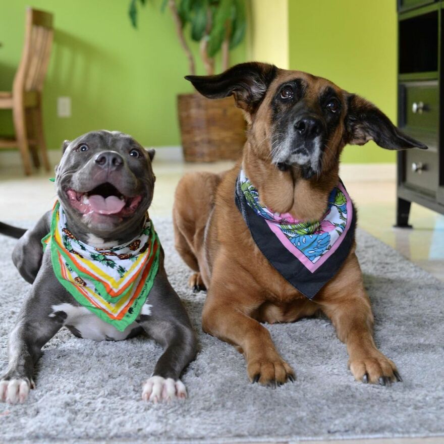 People Are In Love With This Rescue Dog That Looks Like Baby Yoda People Are In Love With This Rescue Dog That Looks Like Baby Yoda