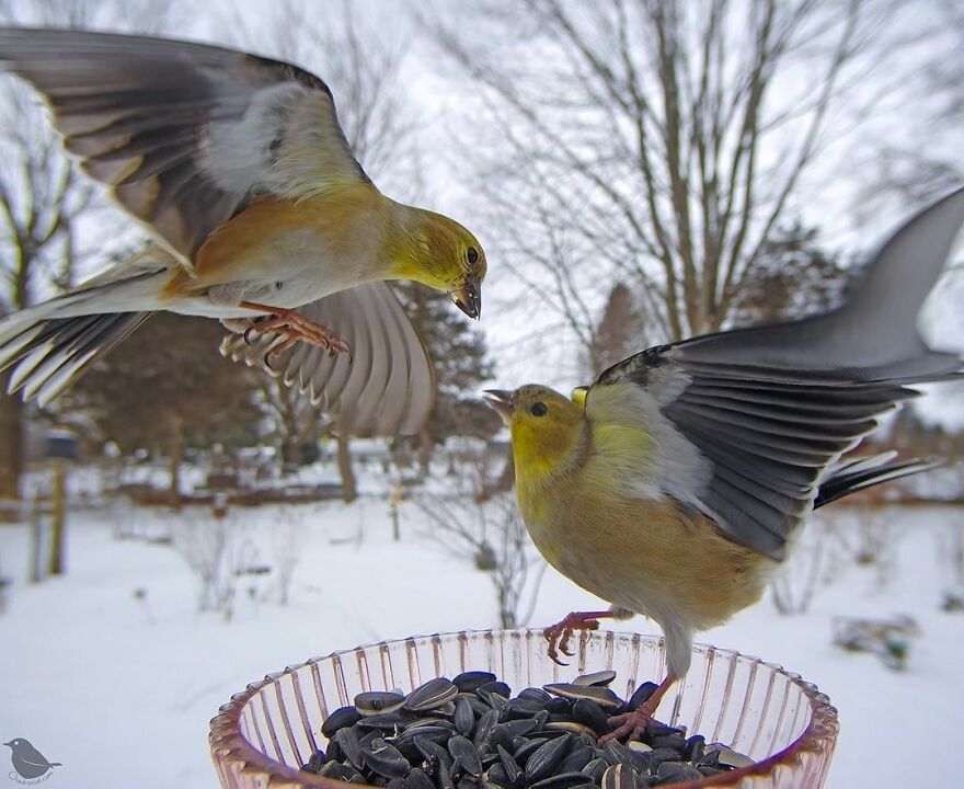 American Goldfinches