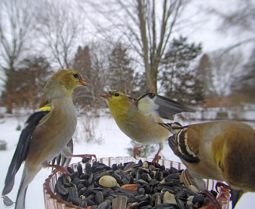 American Goldfinches