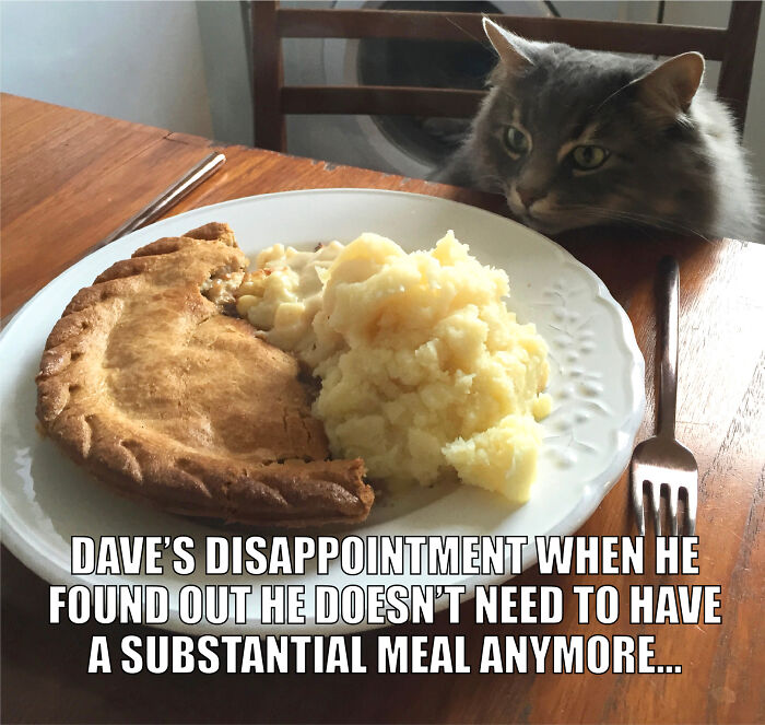 Animal-Friends-Comedy-Photo-Awards-Funny-Pet-Memes-Quarantine