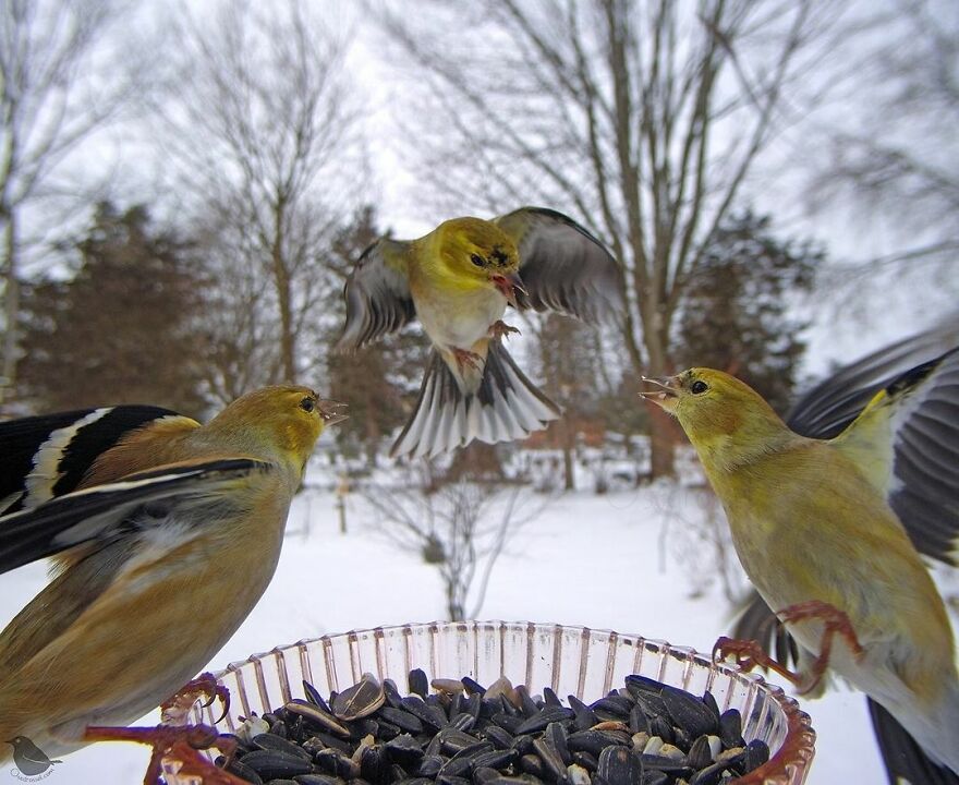 American Goldfinches
